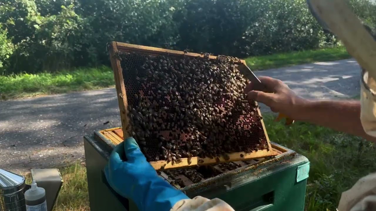 Bijenvolk met hoge Varroa besmetting