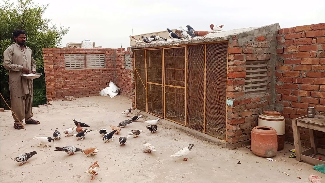 Pigeon house 2023 ky new design | Pigeon house banany k tareeqa