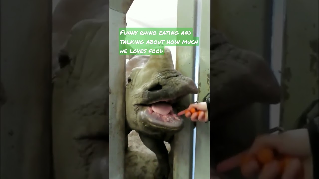 Funny rhino eating and talking, really loves food #shorts