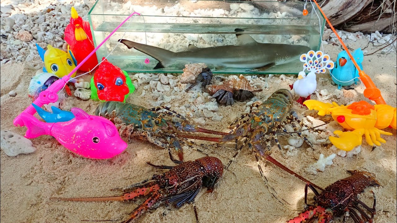 Wow Found real sharks, ornamental fish, lobsters, Nemo hermit crabs, puffer fish