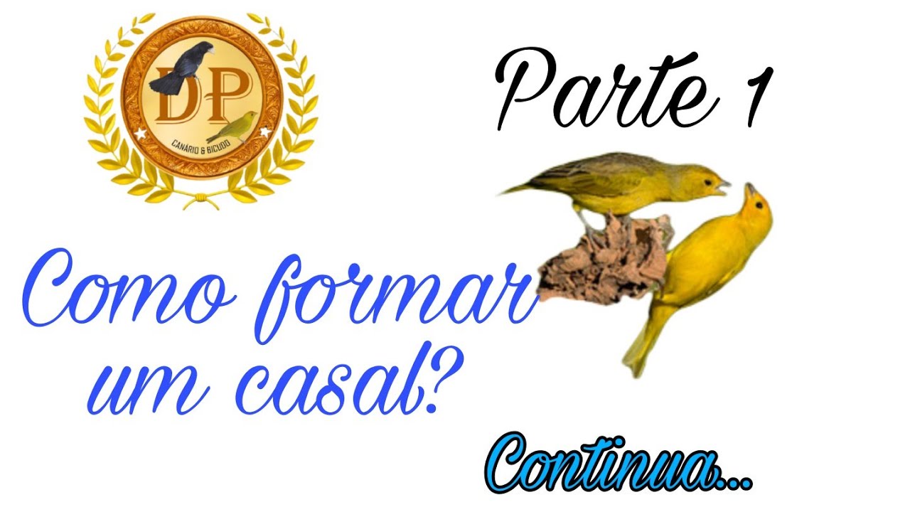 Canário da terra como formar um casal, passo a passo parte 1.