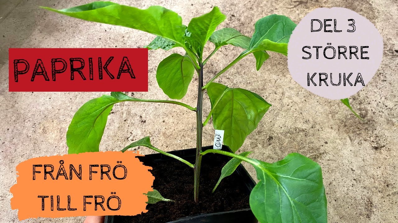PAPRIKA - Från frö till frö - Del 3: Andra omplanteringen till större kruka