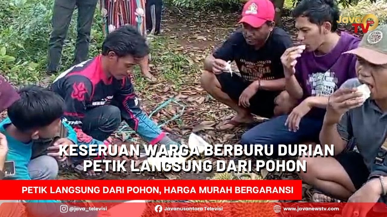 Keseruan Warga Berburu Durian Petik Langsung dari Pohon, Harga Murah Bergaransi