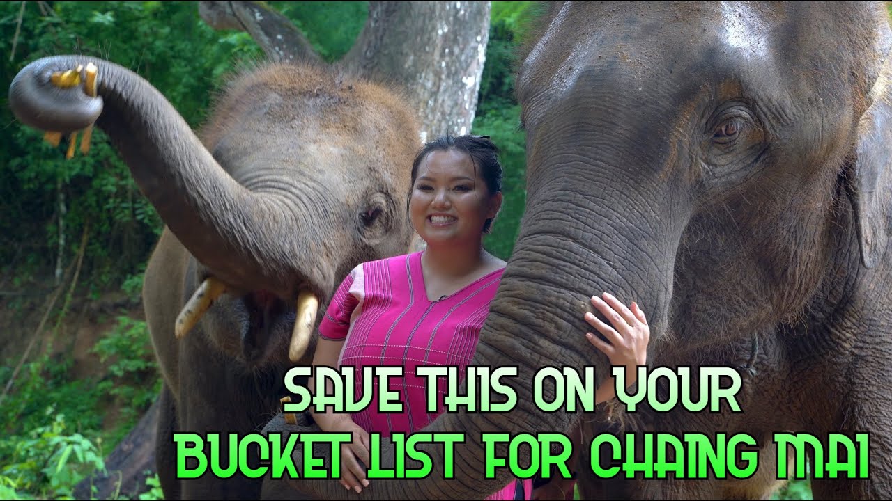 Bonding with ELEPHANTS is a MUST-DO in Chiang Mai