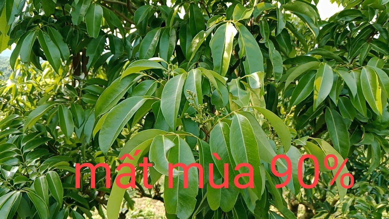 Kết thúc vụ làm hoa vải thiều mất mùa nặng 