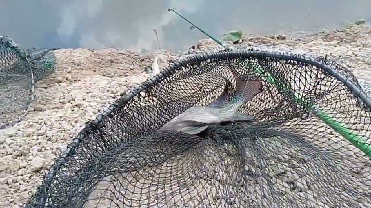 hasil mancing harian di kolam bang piyan kampung nelayan Minggu tgl 1 mar 2026