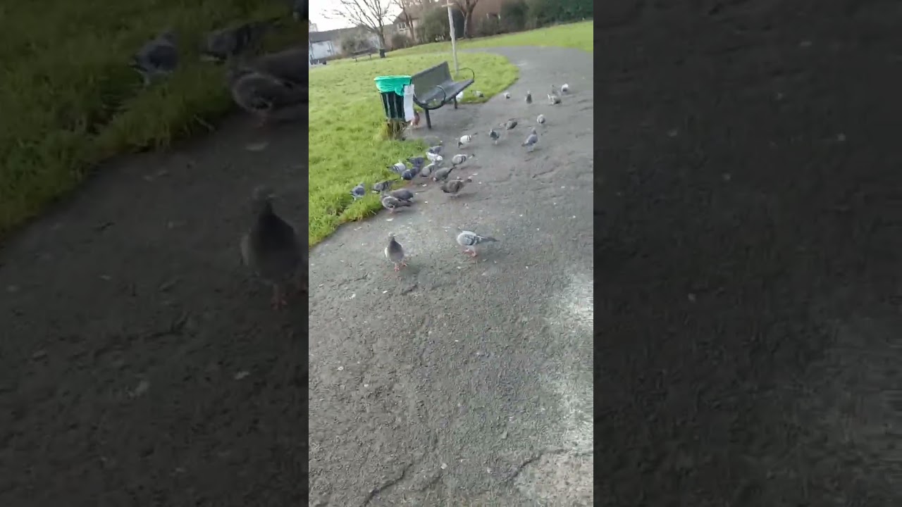 Pigeons Feeding in the Park: A Peaceful Reflection with Tasbih