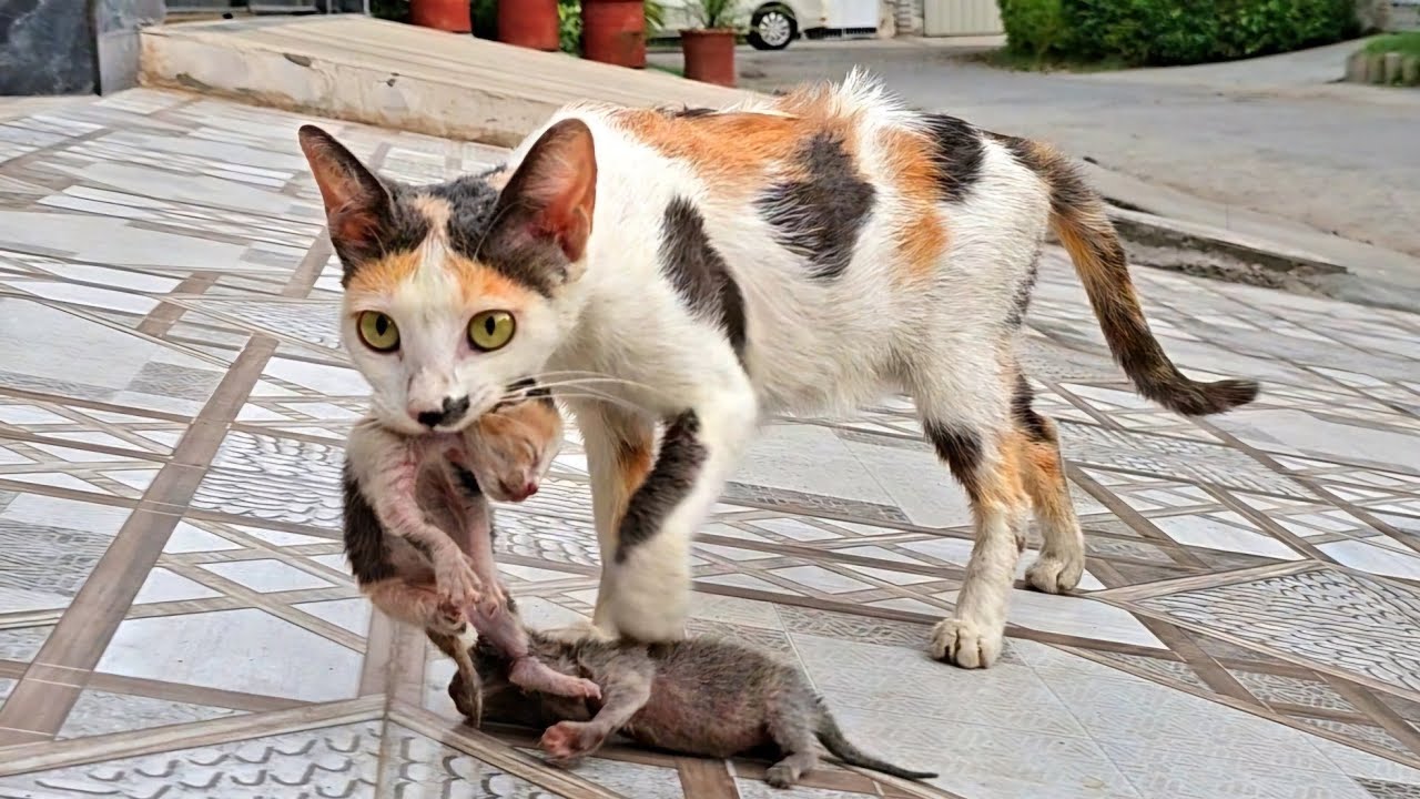 After We Brought Home the Abandoned Kitten, Our Cat Loved Him Like Her Own