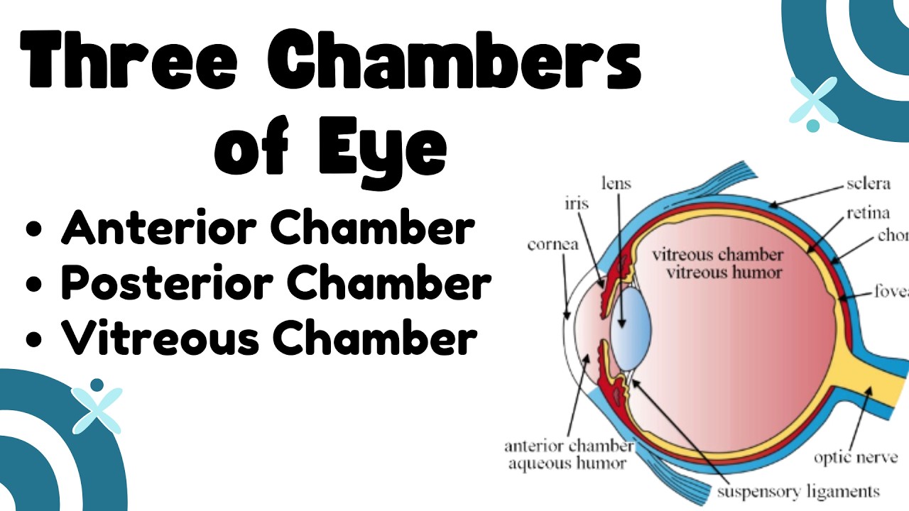 Chambers of Eye | Anterior Chamber, Posterior Chamber and Vitreous Chamber