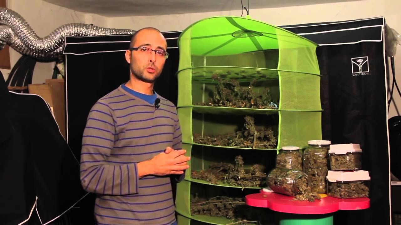 Marihuana Al Natural - 13 Cosecha, manicurado y secado