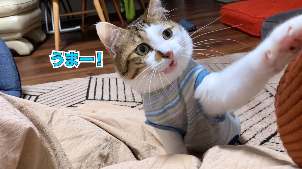 あの手この手で気を引く猫【エースの必殺おねだり技】