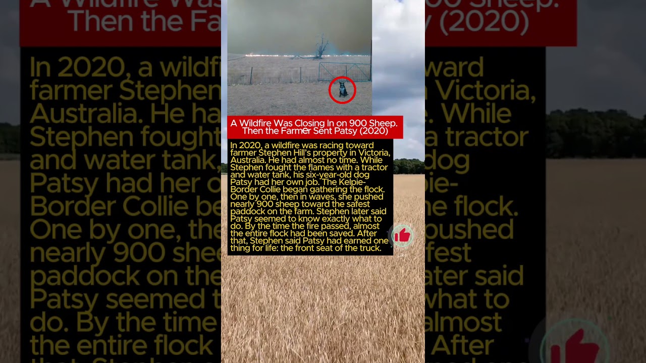A Wildfire Was Closing In on 900 Sheep. Then the Farmer Sent Patsy (2020)