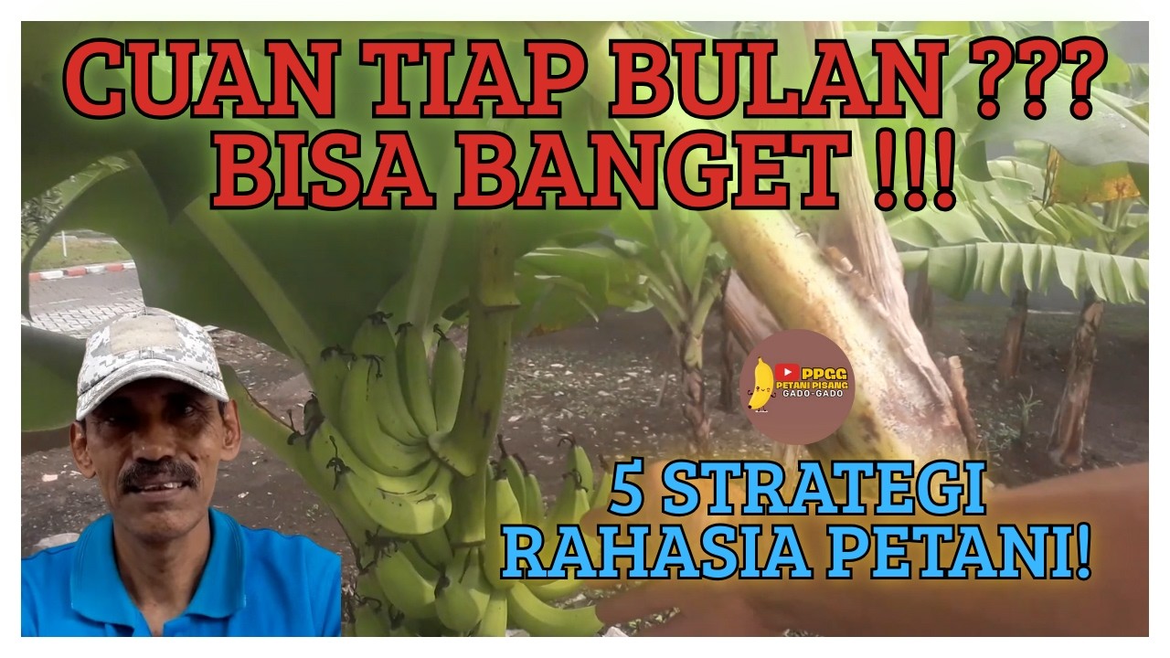 Strategi Berkebun Pisang Skala Kecil yang Bisa HASILKAN CUAN TIAP BULAN!