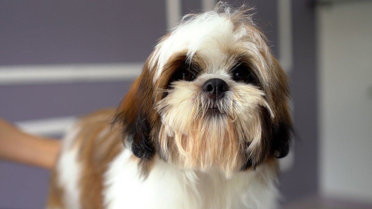 5-МЕСЯЧНЫЙ ЩЕНОК ЛХАСА АПСО, ПЕРВАЯ СТРОЧКА ✂️❤️🐶