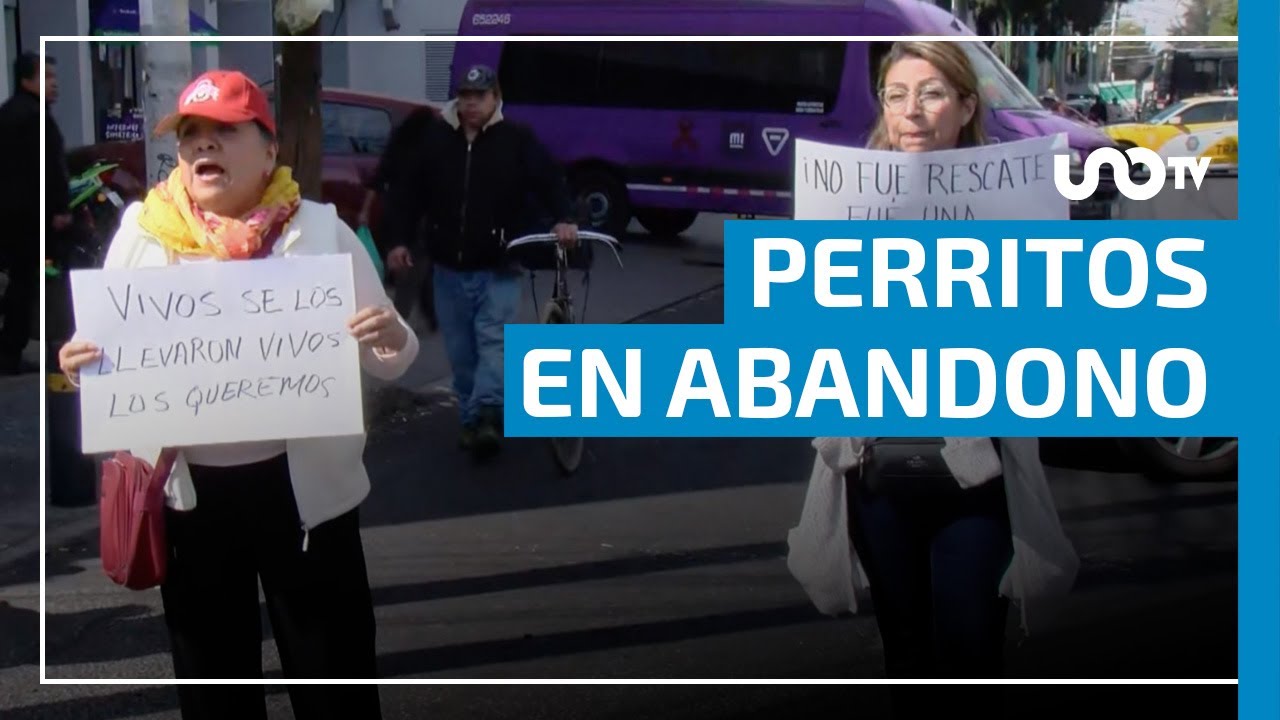 Perritos desalojados de albergue se encuentran en condiciones inadecuadas