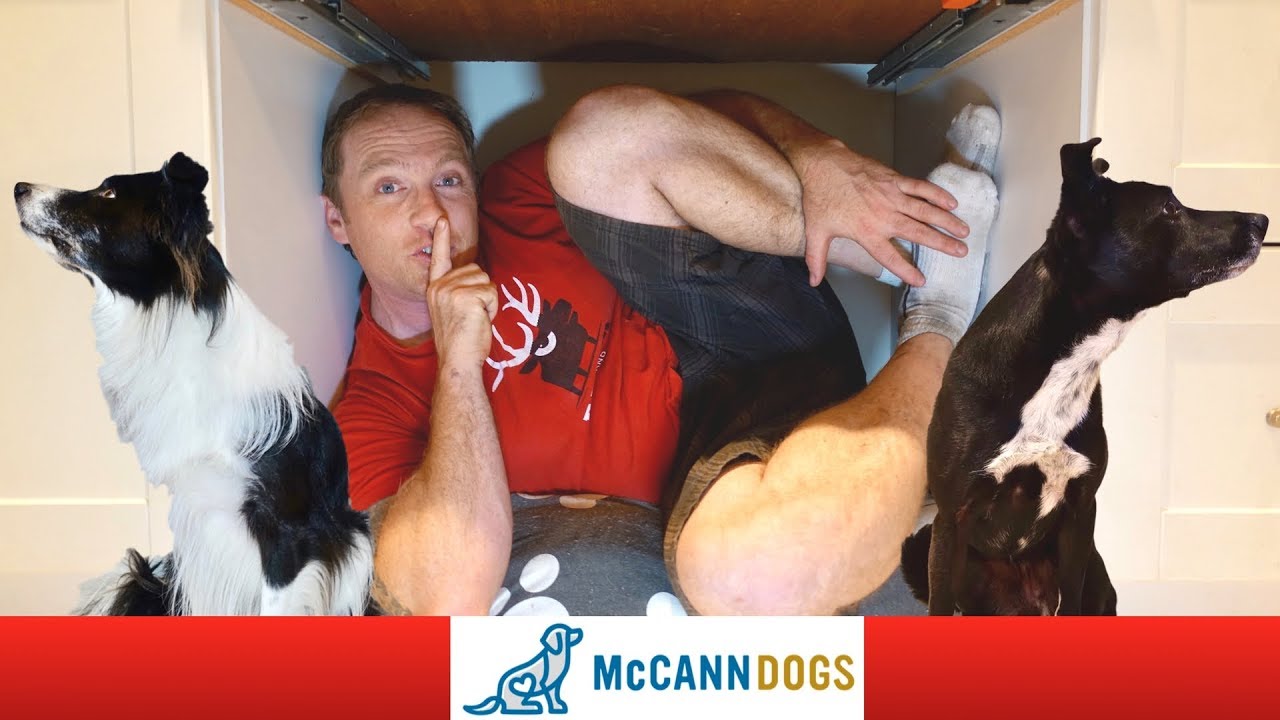 Games For Older Dogs