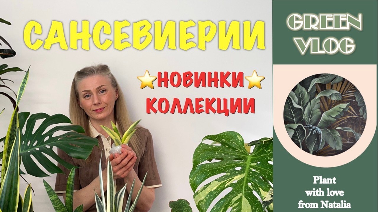 НОВИНКИ КОЛЛЕКЦИИ САНСЕВИЕРИЙ❤️🌿