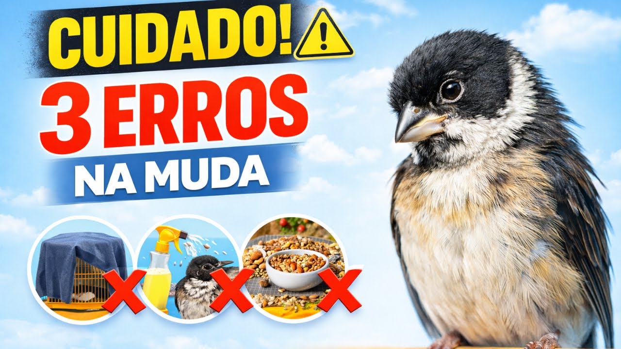 CUIDADO: 3 ERROS que fazem o seu PÁSSARO parar de CANTAR na MUDA.
