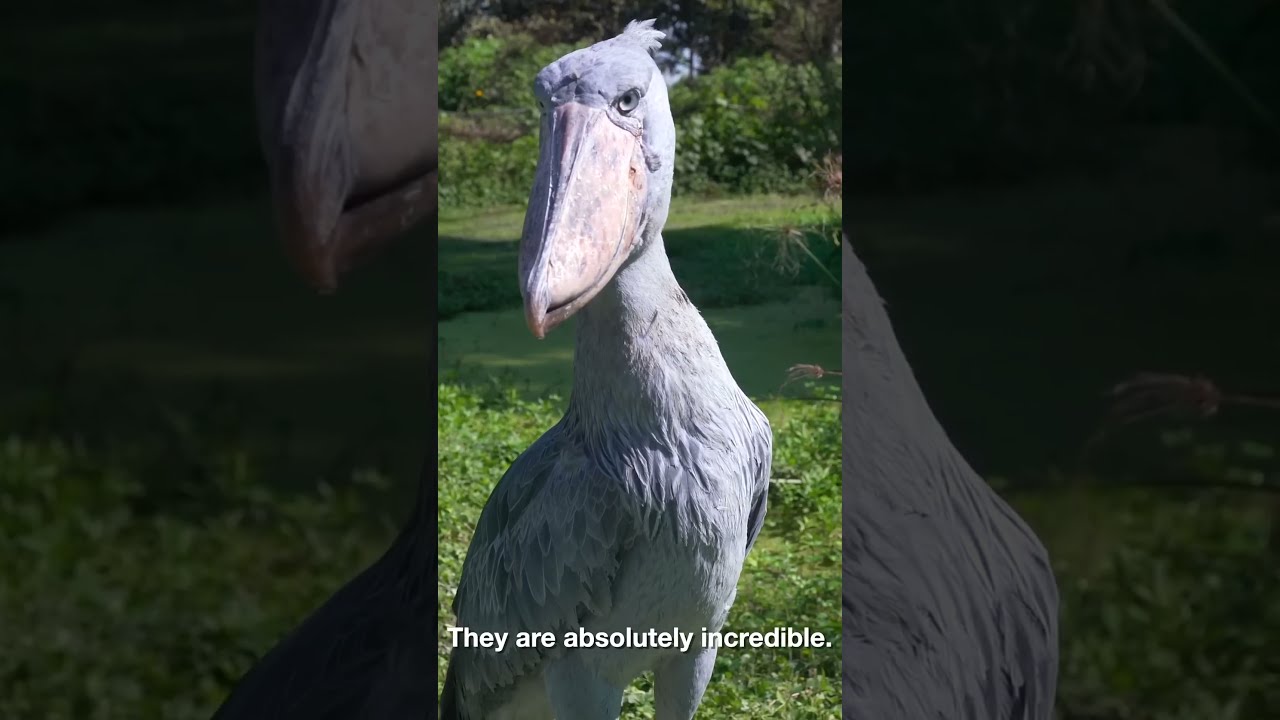 Uccello rarissimo | Il becco a scarpa (Balaeniceps rex) #shorts #shoebillstork #youtubeshorts #viral