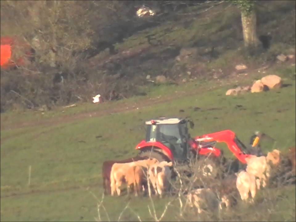Cattle Egret, Drumdowney Upper, Kilkenny 2011