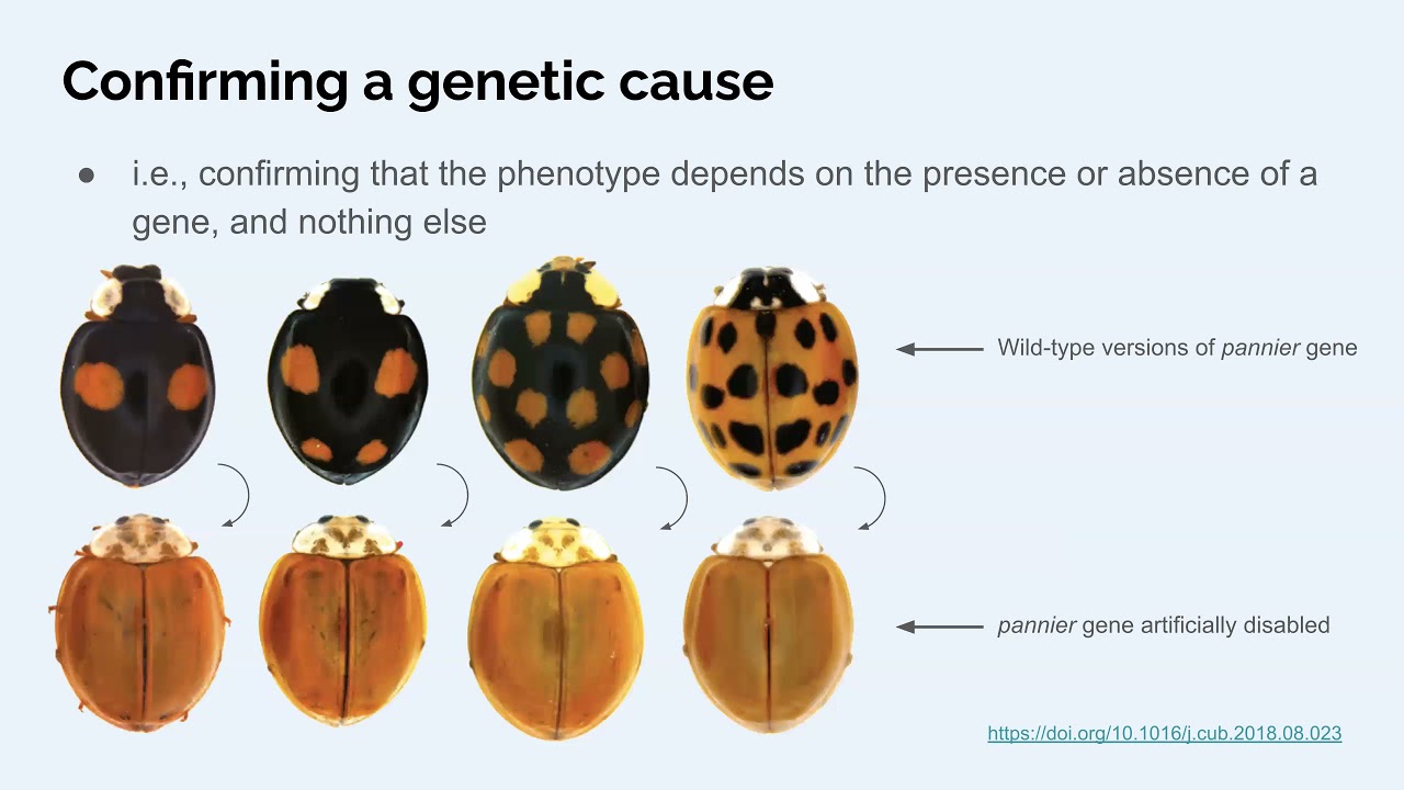 BIOLOGY251 - 01c2 - Modern gene discovery