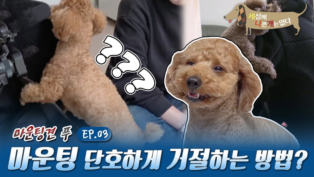 세상에 나쁜 개는 없다- 꽃히면 간다! 마운팅견 푸_#003