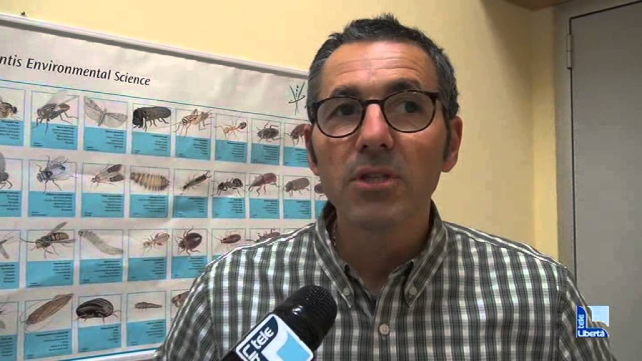 Occhio alla legna tarlata: anche a Piacenza casi di dermatiti da acaro