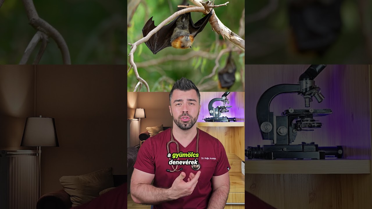 A Nipah v&iacute;rusr&oacute;l r&ouml;viden  #orvos #eduk&aacute;ci&oacute; #eg&eacute;szs&eacute;g #andrasdoktor