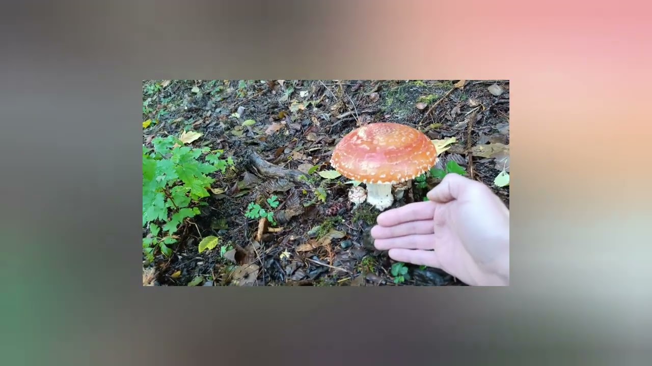 Нанаймо. лес. озера.  дорога.