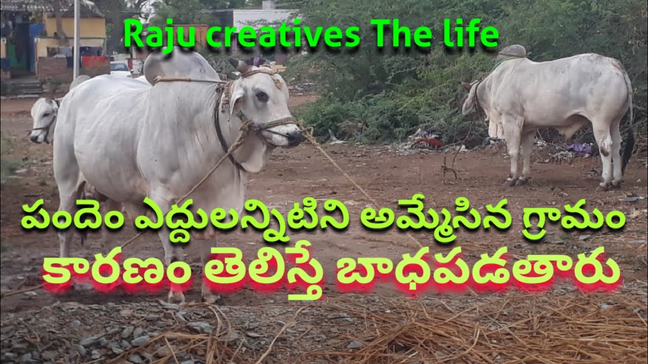 పందెపు ఎద్దులన్నిటిని  అమ్మేసిన గ్రామం కారణం తెలిస్తే బాధపడతారు # ongole cattles