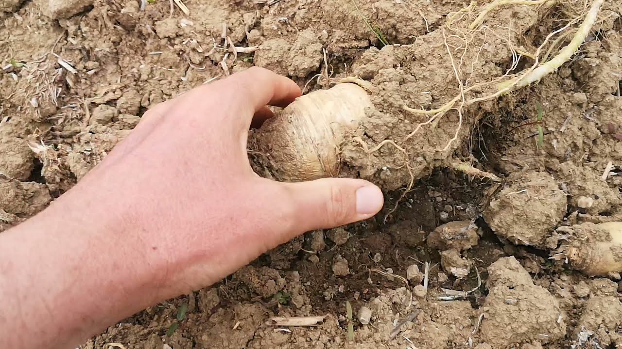 BIO FarmVLOG#137 20210531 Sojahacken Dammkultur Turiel