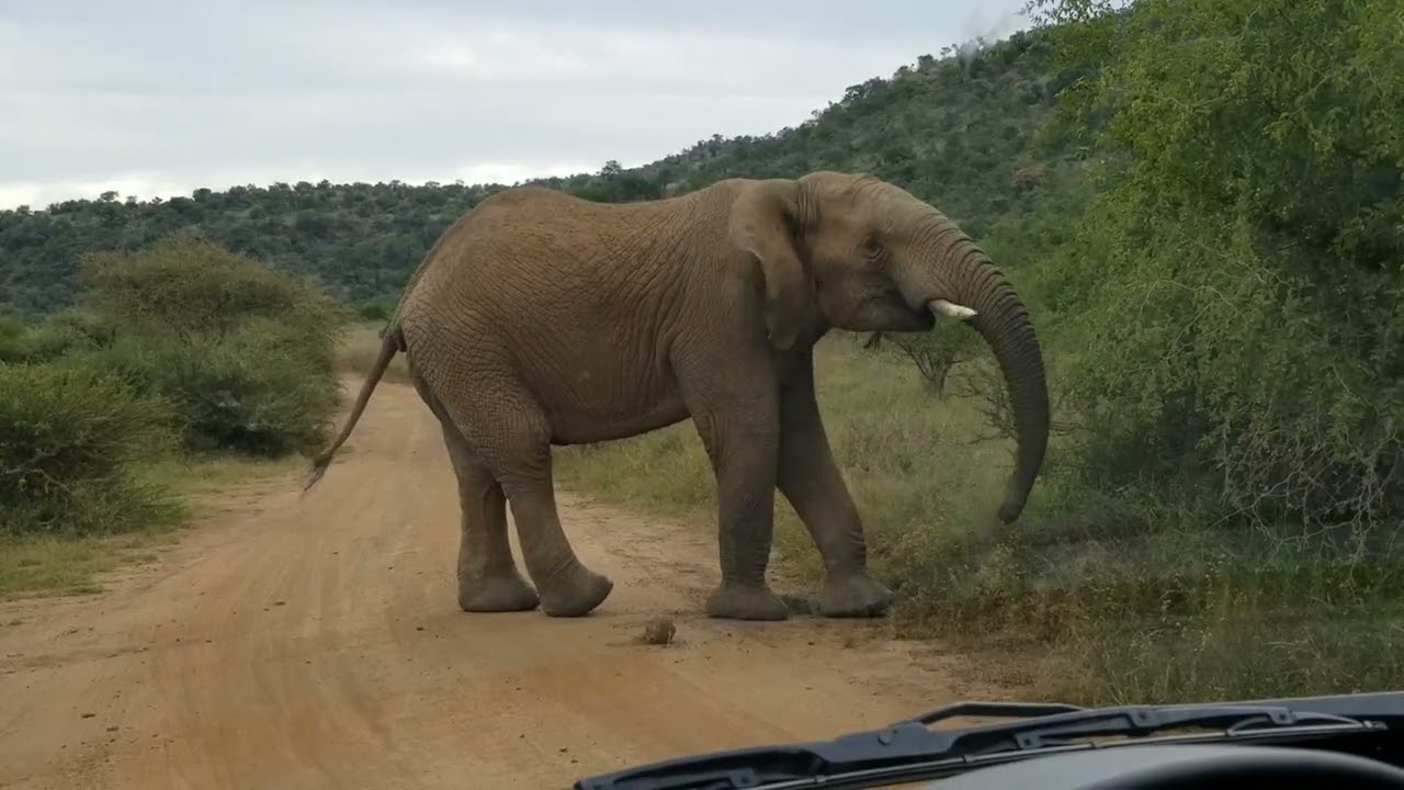 An Elephant Took Over the Road