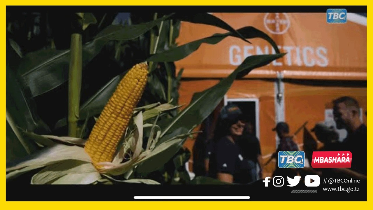 🔴#TBCLIVE:   MATUMIZI YA GMO NA MUSTAKABLI WA MBEGU ZA KIENYEJI