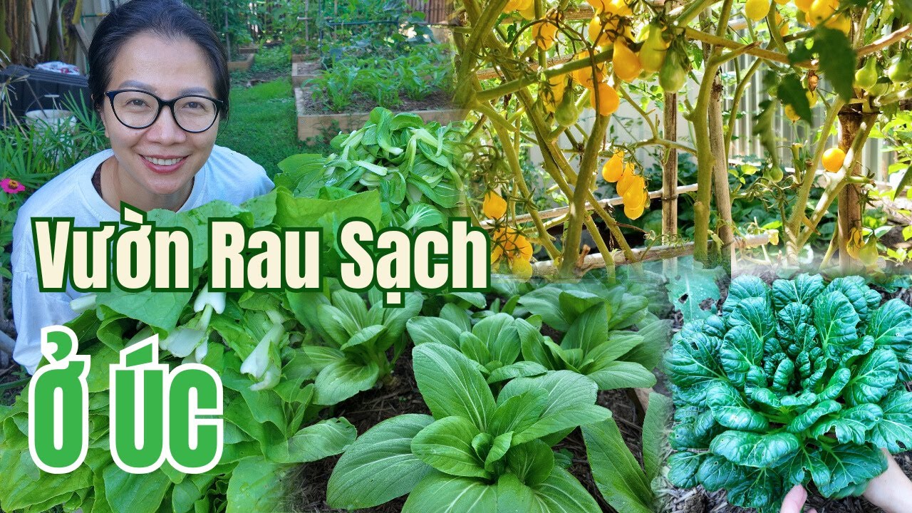 Cuộc Sống Úc – Thu Hoạch Rau Củ Đầy Vườn - Vườn Rau Việt Ở Úc