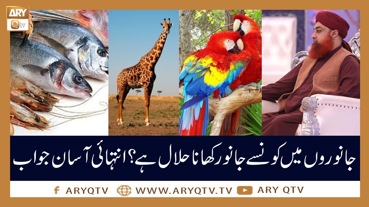 Janwaron Main Konse Janwar Halall Han? | Islamic Information | Mufti Akmal | ARY Qtv