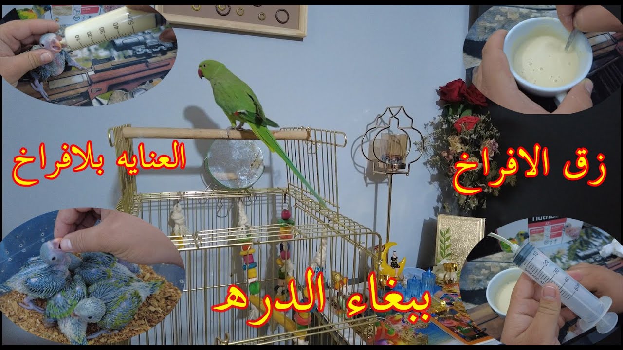 الدره الهندي🦜 _زق افراخ ببغاء الدره 💉_العنايه بلافراخ❔ _ حافظ على افراخك من الموت❌