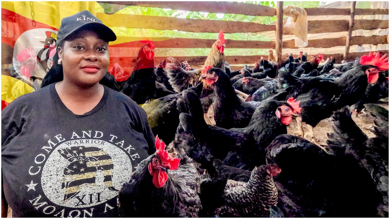 How This Housemaid Became a Poultry Farming Expert in Uganda.