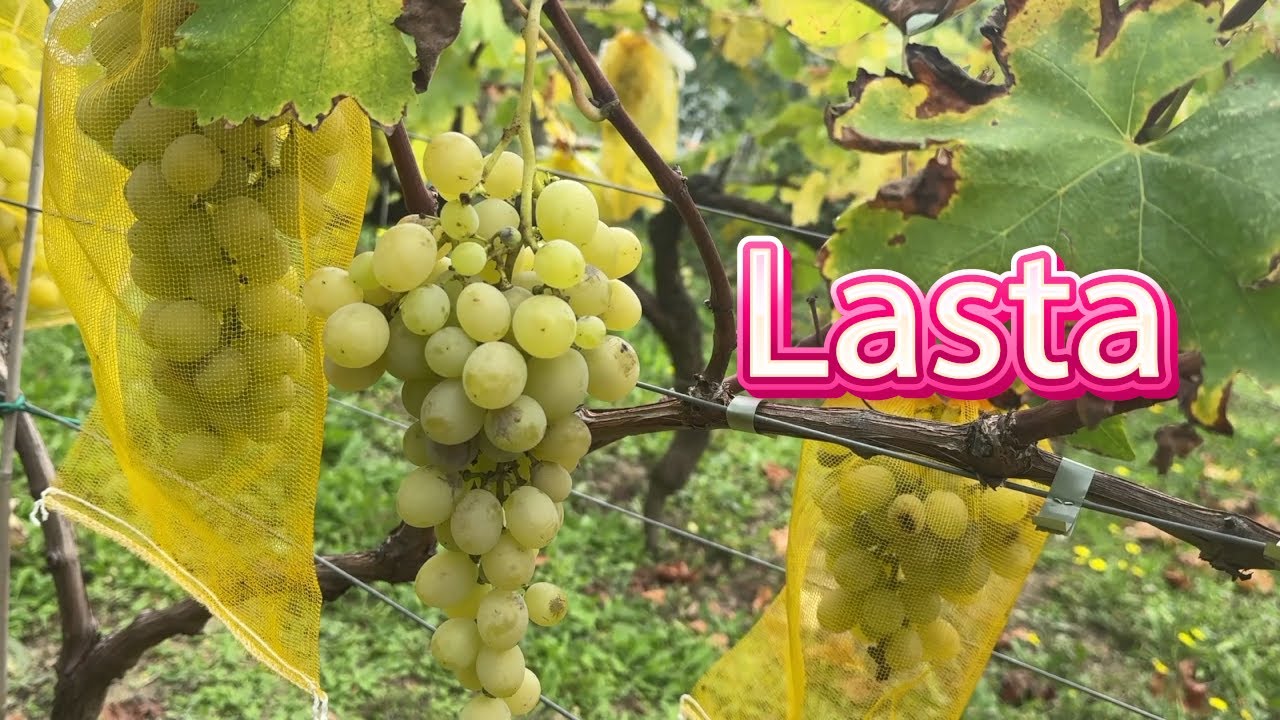 Prezentare strugure de masa, soiul Lasta