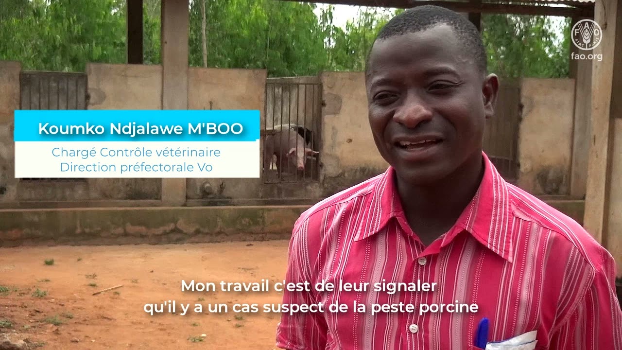 Filière porcine togolaise, focus sur la peste porcine africaine