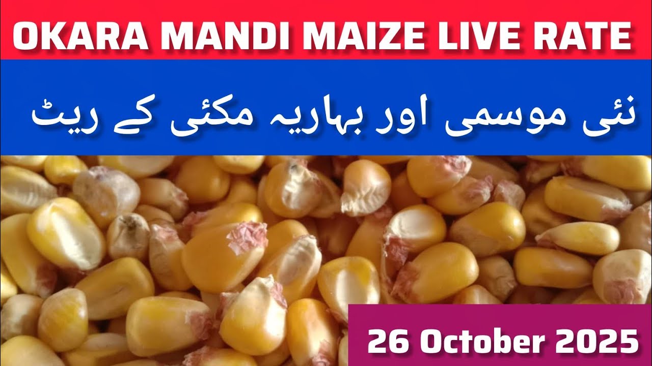 Maize rate today okara mandi // corn price today Pakistan // maki mandi rate 26.10.2025