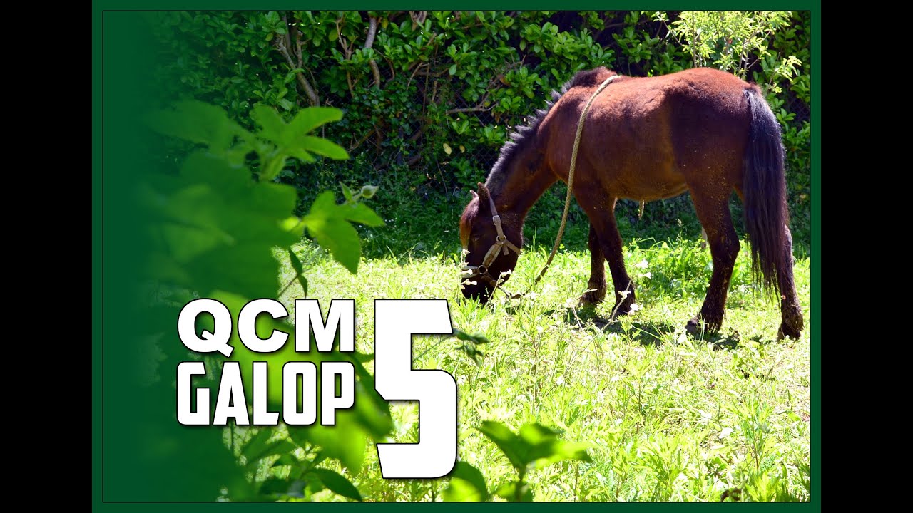 QCM GALOP 5 CAVALIER #1