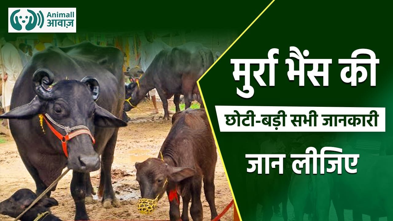 अब मुर्रा (Murrah) भैंस खरीदने में नहीं होगी धोखाधड़ी, ये है पहचान का सबसे आसान तरीका | Animall आवाज़