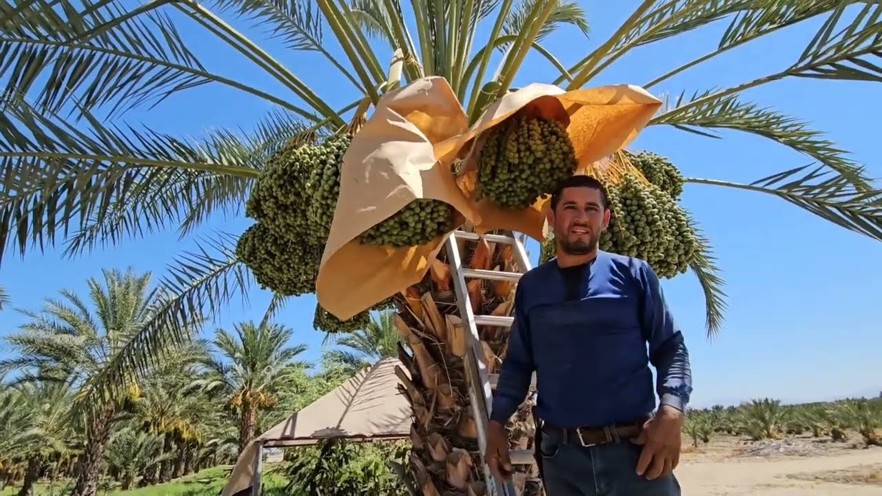 Como empapelar rasimos de datil Barhi palmeras datileras en coachella california
