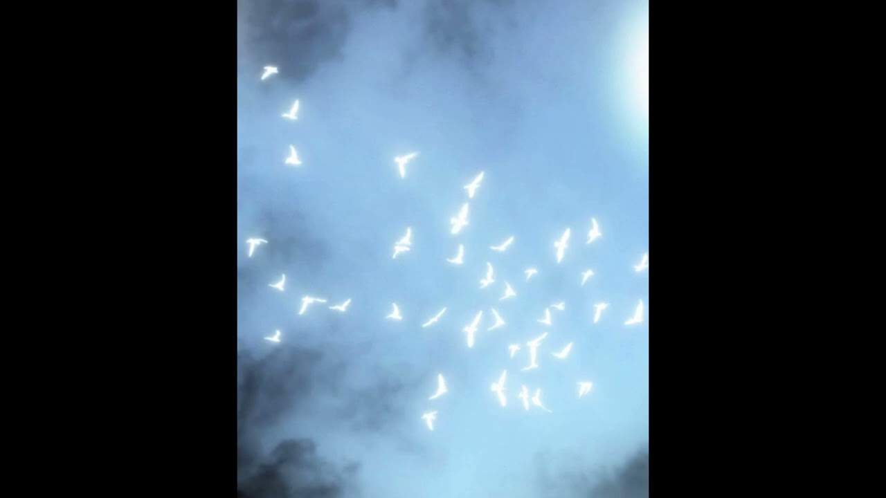 Gísli Gunnarsson - Birds of Paradise