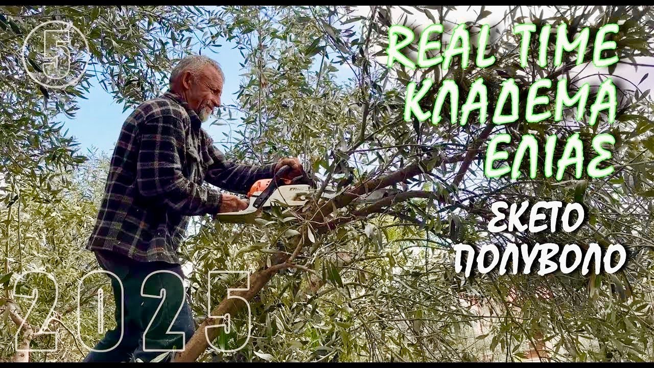 ΚΛΑΔΕΜΑ ΧΩΡΙΣ ΜΟΝΤΑΖ - 3 δένδρα σε 9 λεπτά