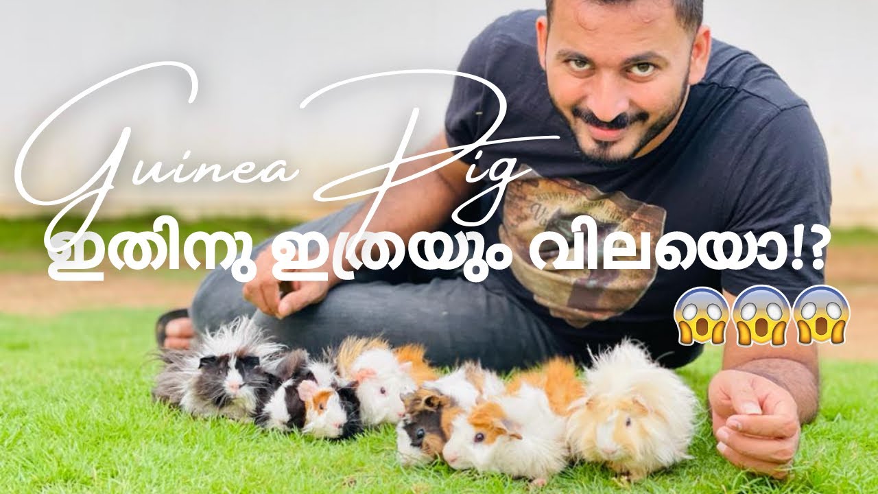 കുഞ്ഞു പെറ്റ്‌ | Abyssinian Guinea pig and Peruvian Guinea pig