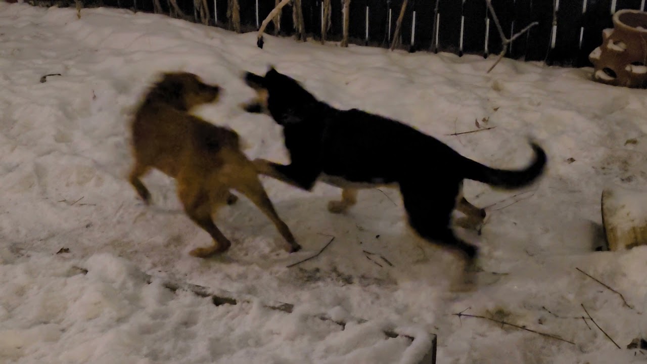 Taiwan dog play with Bucky boy