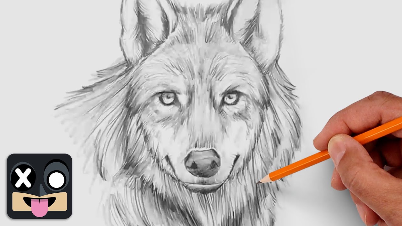 How To Draw a Wolf | Step by Step Tutorial