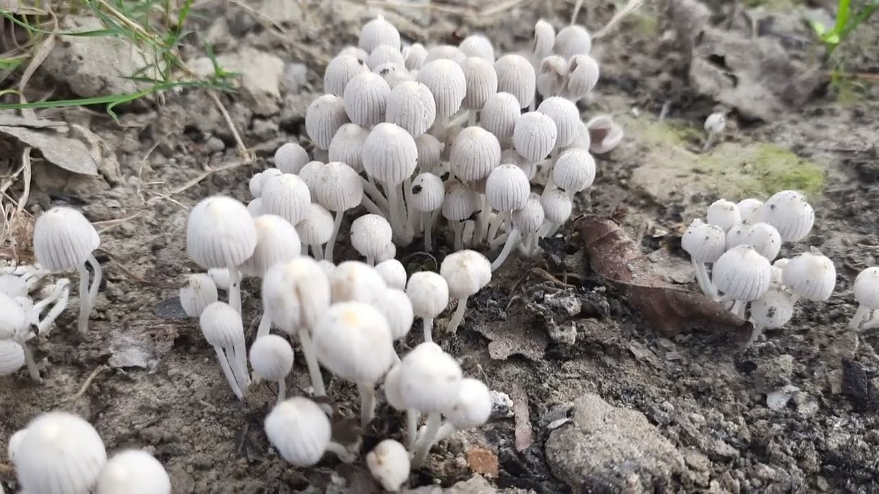 🍄 Mushrooms Umbrella🍄