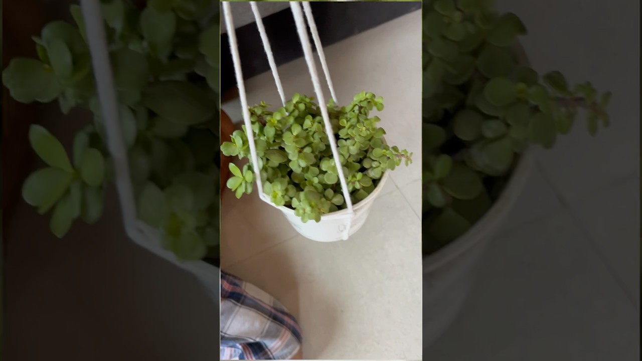 🌱How To Hang Pots Using Rope 👌🥰DIY Hanging Planter Tips👍🪴🧑&zwj;🌾|#homegarding #ytshotstrending